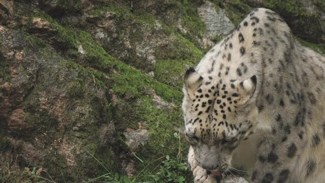  Close up shot of Panthera pardus tulliana resting in a zoo on a cloudy day.