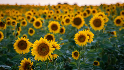Summer sunflowers