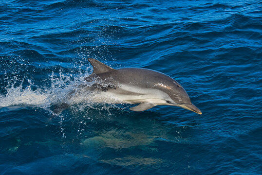 Striped dolphin (Stenella coreuloalba) sticking its body out of the water while moves in the surface