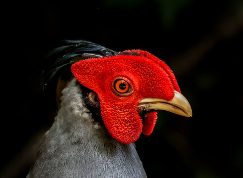 Close up face Siamese Fireback Pheasant isolated on back blackground.