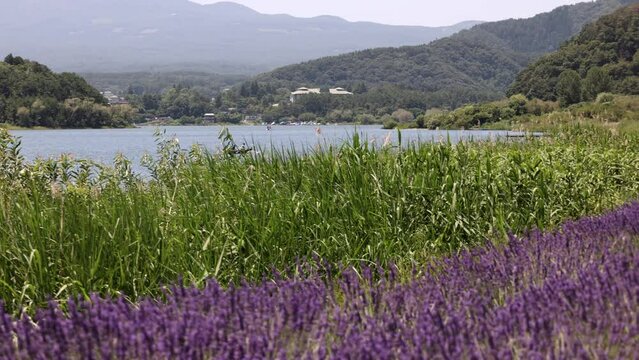 ラベンダーと葦が生い茂る湖畔の風景。河口湖で撮影。