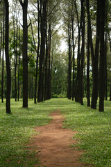 Obraz premium Walking path in a beautiful pine forest. Beautiful natural, solitude, calmness and relaxation