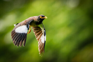 Common myna flying with green background