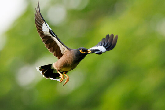 Common myna flying with green background
