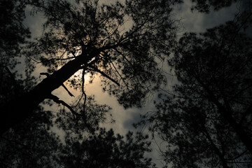 Silhouette, bottom view branches of pine tree. Atmospheric landscape, nature, climate and seasons