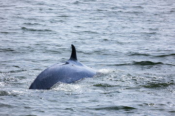 Bryde's whales surfacing showing fin, Balaenoptera edeni is baleen whale species.