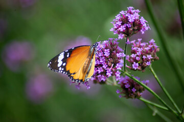 Close up photo of butterfly and blurred background.