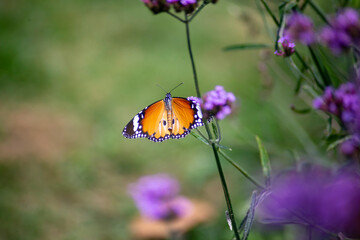 Close up photo of butterfly and blurred background.