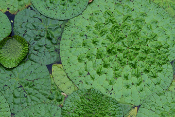 オニバスの浮水葉