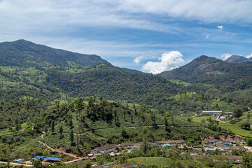 Tea plantations in Munnar, Kerala, India. Beautiful tea plantations landscape