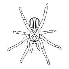 Spider black doodle outline.