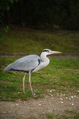 Grey Heron, Ardea cinerea, at Umekoji park in Kyoto, Japan.