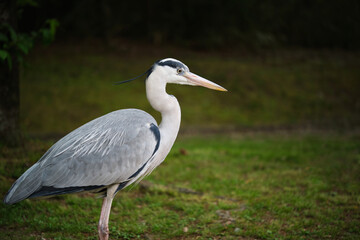 Grey Heron, Ardea cinerea, at Umekoji park in Kyoto, Japan.