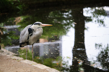 Grey Heron, Ardea cinerea, in a pond at Umekoji park in Kyoto, Japan.