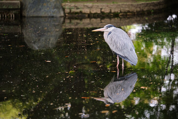 Grey Heron, Ardea cinerea, in a pond at Umekoji park in Kyoto, Japan.