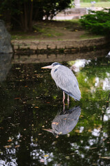 Grey Heron, Ardea cinerea, in a pond at Umekoji park in Kyoto, Japan.