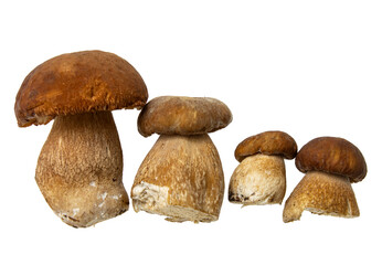 porcini large mushrooms on a white background.