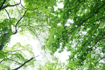 新緑の木々を見上げる