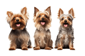 Collection of Three Dogs Happy Yorkshire on Transparent Background. Generative AI