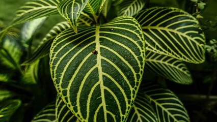 picture of leaves from a plant called Aphelandra squarrosa Nees, from the genus of Acanthaceae, or also known as Zebra Plant