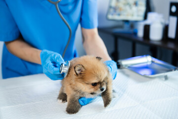 Vet listening Pomeranian dog with stetoscope in veterinary clinic