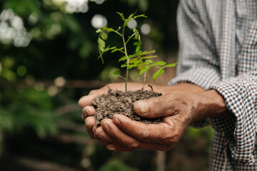 Fototapeta premium OldMan hands grabbing earth with a plant.The concept of farming and business growth. in farm.