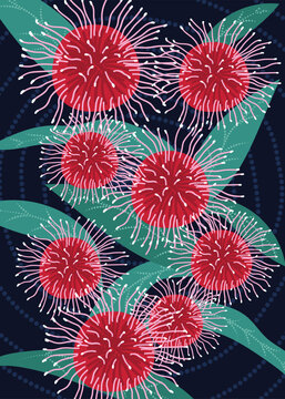Australian Hakea Flower Artwork Illustration