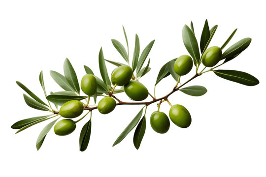 Olive Branch with Leaves and Green Olives on Transparent Background. Generative AI