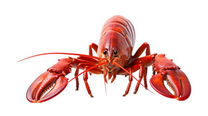 Lobster in transparent white background