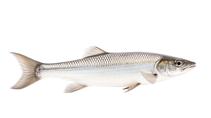 Fototapeta premium Mullet in transparent white background