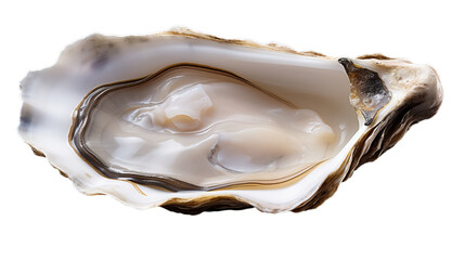 Oyster  in transparent white background