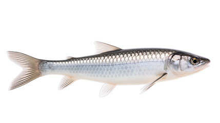 Mullet in transparent white background