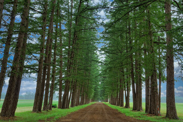 カラマツの防風林