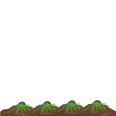 Obraz premium Germination of Seeds in the Field