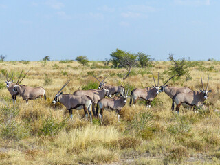 Naklejka na ściany i meble Oryxs gemsbok antelope (Oryx gazella) and Landscape in a Etosha National Park near a waterhole Gemsbokvlakte in Namibia Africa