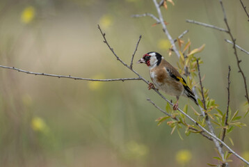 European Goldfinch in the branch

