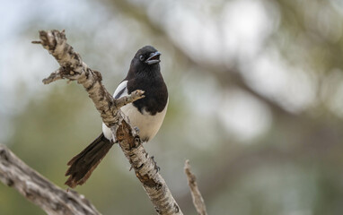magpie singing on the branch