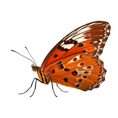 Fototapeta premium butterfly on white background Illustrations isolated PNG