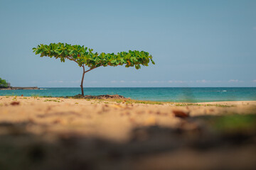 Typical beach in puerto Limon, a coastal city in Costa Rica, view of sandy beach, beautiful blue sea and a sole tree standing and giving shade.