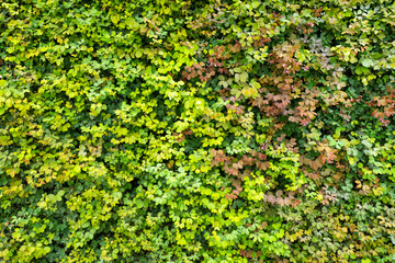 Mur de feuilles