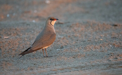 Collared Pratincole in the wild beach


