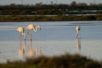 Greater flamingos in the delta Ebro river