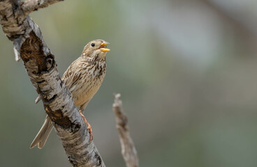 Corn bunting singing in the branch
