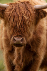 Closeup of a hairy brown Highland cow.