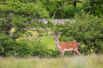 Naklejka na ściany i meble A wild red deer in Isle of Islay, Scotland.