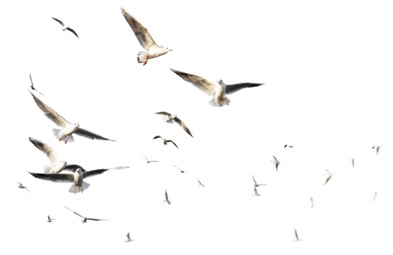 seagulls - flock of seagull bird isolated on clear background	