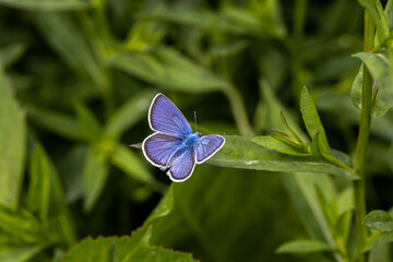 Beautiful (Lycaenidae) Blue Butterfly close up in the garden 