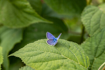 Beautiful (Lycaenidae) Blue Butterfly close up in the garden 