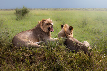 Fototapeta na wymiar Two wild majestic male juvenile lions with mane, simba, in the savannah in the Serengeti National Park, Tanzania, Africa