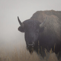 Earl morning Bison